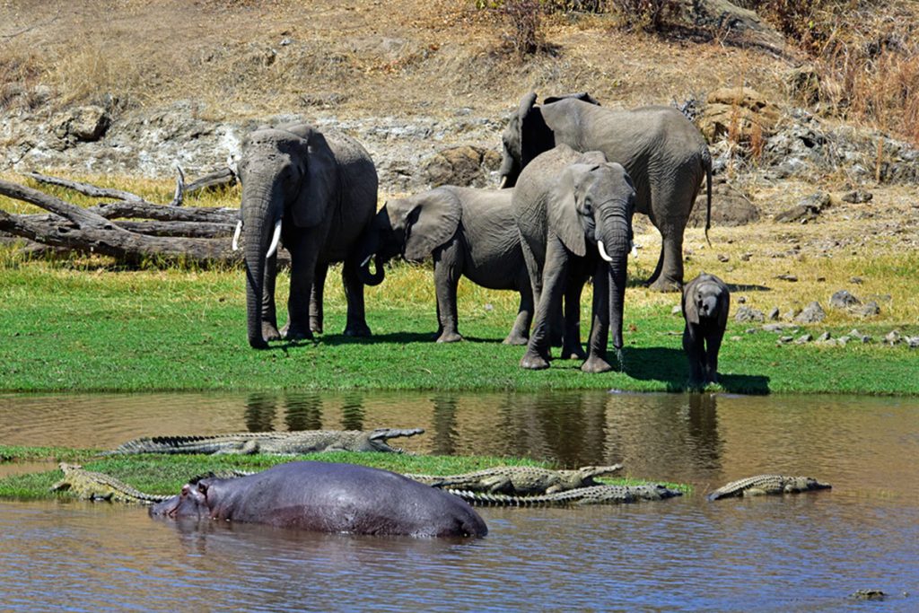 Ruaha-national-park-2