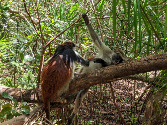 red-colobus-zanzibar