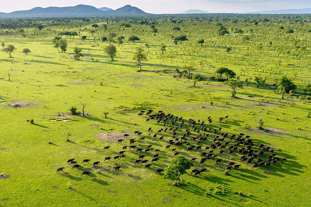 selous-game-reserve-1