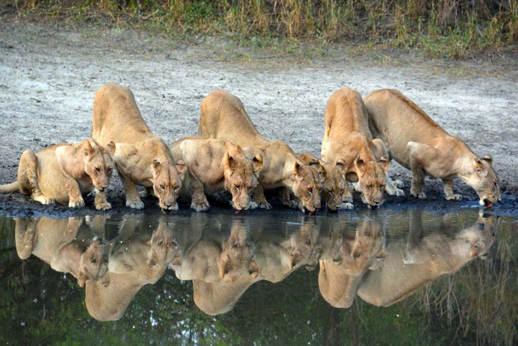 selous-game-reserve-5